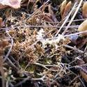 Light brown lichen.
